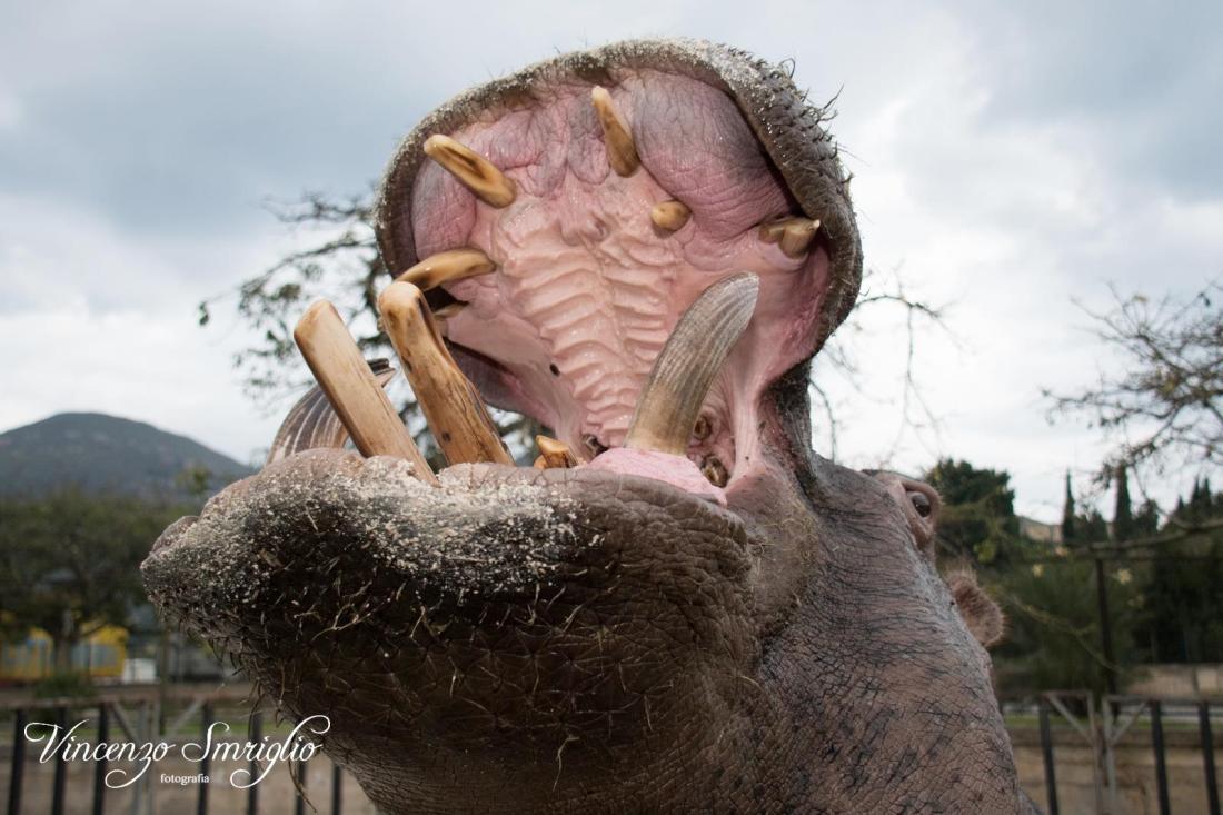 ippopotamo